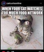 cat-food-network.jpg