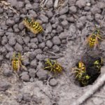 yellow-jacket-nest.jpg