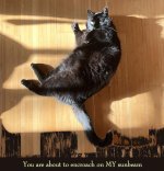 MY sunbeam.jpg