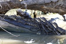 AlligatorsJuveniles1.jpg