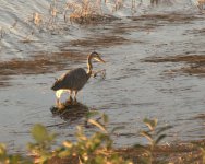 DSC_0068.jpg
