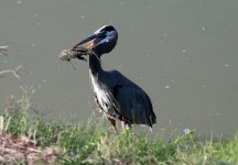 EgretGreatBlueFeeding.jpg