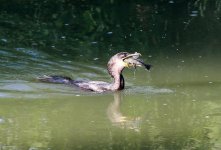 CormorantEating1.jpg