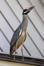 YellowCrownedNightHeronHome1.jpg
