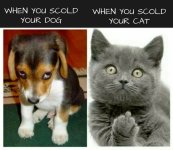 SCOLD.jpeg