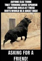 BULLS.jpeg