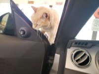 miss kitty 1.jpg