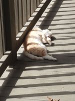 miss kitty.jpg