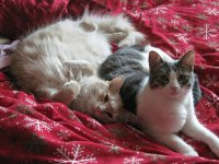 Cats1.jpg