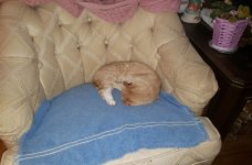 miss kitty 2.jpg