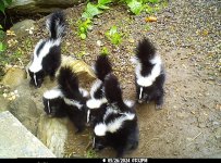Skunk Quints copy.JPG