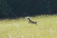 Daisy and the deer (4).jpg