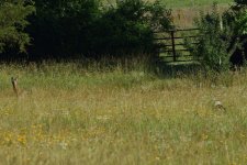 Daisy and the deer (8).jpg