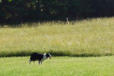 Daisy and the deer (5).jpg