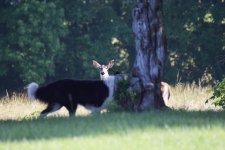 Daisy and the deer (6).jpg