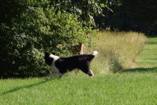 Daisy and the deer (7).jpg