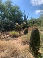 tucson2.jpg