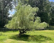 Gretcheb willow.jpg
