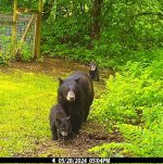Momma and cubs_2.jpg