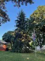 Norway Spruce 2024.jpg