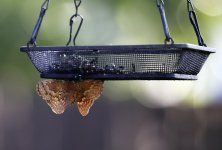 ButterflyHackberryEmperorsBanana1.jpg