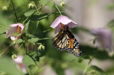 ButterflyMonarchFeeding1.jpg