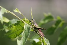 GrasshopperLarge1.jpg
