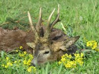 blog-rehwild.jpg