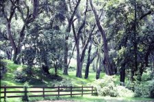 TreesandFence2.jpg