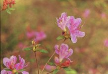 Flowers9.jpg