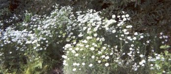 Flowers7.jpg