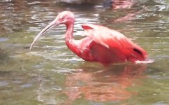 Ibis2.jpg