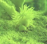 Anemone2.jpg