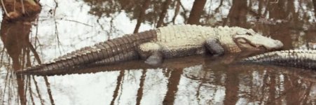Gator1.jpg