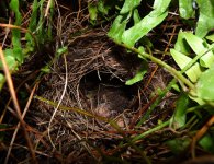 WrenNestChick.jpg