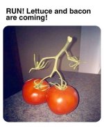 meme62.jpg