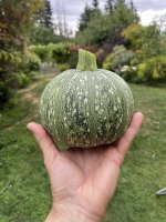 Tactical zucchini.jpg