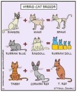 Hybrid cat breeds.jpg