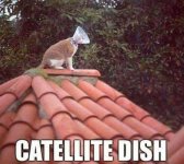 C DISH.jpg