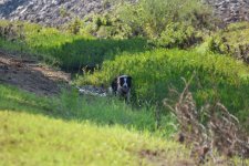 2024-08-04 Daisy (10).jpg