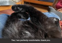 Yes, I am perfectly comfortable.jpg