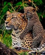 SPOTS.jpg