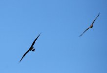 HawkOspreyFishRedtailChasing3.jpg