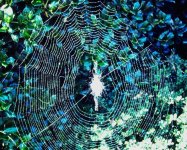 SpiderWeb10.jpg
