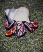 HermitCrab.jpg