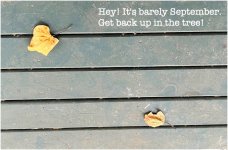 Get back up in the trees!.JPG