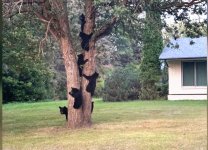 6 bears.jpg