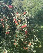 Lotsa apples.jpg
