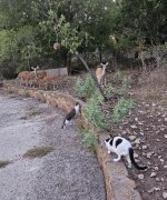 cats and deer 2.jpg