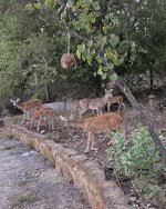 cats and deer 4.jpg